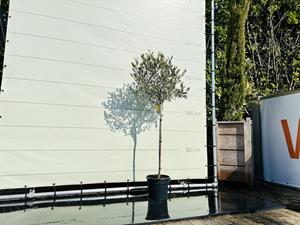 Tropictrees Olijfboom - Olea Europea