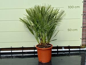 Tropictrees Palmboom - Chamaerops Humilis