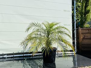 Tropictrees Palmboom - Phoenix Roebelenii