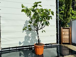 Tropictrees Vijgenboom - Ficus Carica - stamomvang 14-16 cm