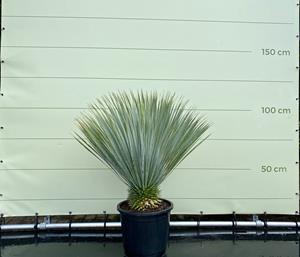 Tropictrees Palmboom - Yucca Rostrata