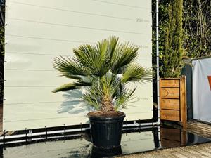 Tropictrees Palmboom - Chamaerops Humilis