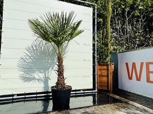 Tropictrees Palmboom - Trachycarpus Fortunei
