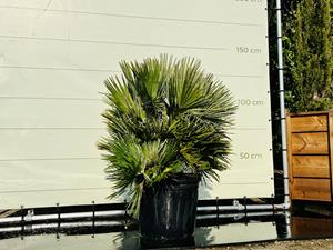 Tropictrees Palmboom - Chamaerops Humilis Vulcano