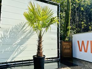 Tropictrees Palmboom - Trachycarpus Fortunei