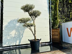 Tropictrees Olijfboom Pon Pon - Olea Europea