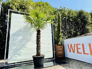 Tropictrees Palmboom - Trachycarpus Fortunei