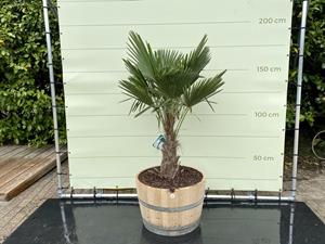 Tropictrees Palmboom - Trachycarpus fortunei in wijnvat