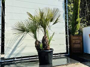 Tropictrees Palmboom - Chamaerops Humilis Cerifera