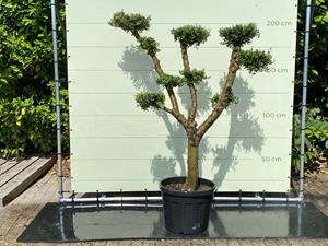 Tropictrees Olijfboom Pon Pon - Olea Europea