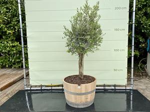 Tropictrees Olijfboom - Olea Europea in half wijnvat