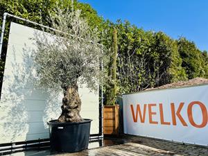 Tropictrees Olijfboom - Bonsai