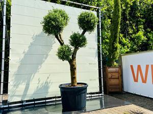 Tropictrees Olijfboom Olea Europea - Multi Bolvormen