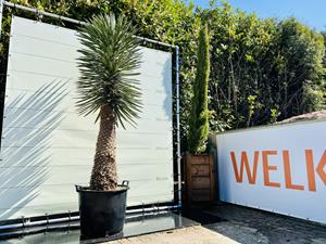 Tropictrees Palmboom - Yucca Filifera