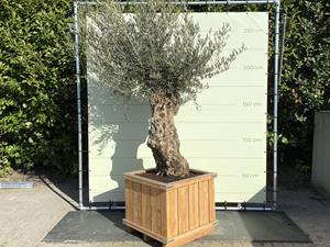 Tropictrees Olijfboom - Bonsai in bak