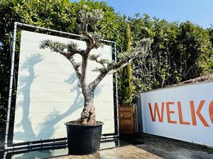 Tropictrees Olijfboom Pon Pon - Olea Europea