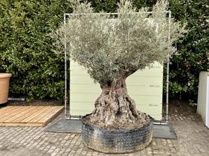 Tropictrees Olijfboom - Bonsai