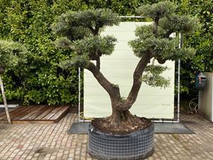 Tropictrees Olijfboom Pon Pon - Olea Europea