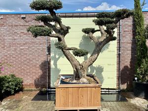 Tropictrees Olijfboom Pon Pon - Olea Europea