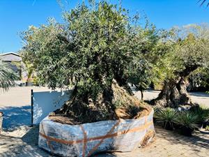 Tropictrees Olijfboom - Bonsai