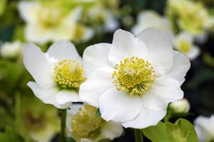 Tuinplant.nl Kerstroos