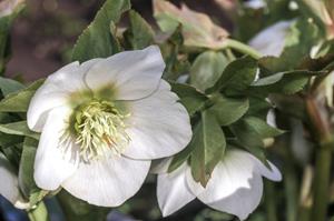 Tuinplant.nl Kerstroos