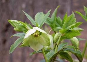 Tuinplant.nl Kerstroos