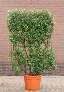 Tuinplant.nl Olijfwilg Leischerm