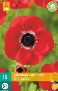 Anemone cor. Hollandia JUB, 15 bloembollen - Jub