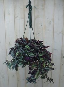 Warentuin Natuurlijk Hangplant Tradescantia donker rood