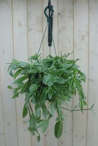 Warentuin Natuurlijk Hangplant Tradescantia wit groen