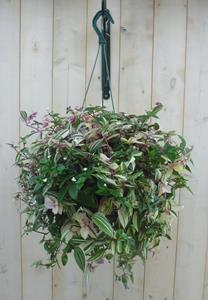 Warentuin Natuurlijk Hangplant Tradescantia roze groen