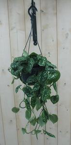 Hangplant Scindapsus