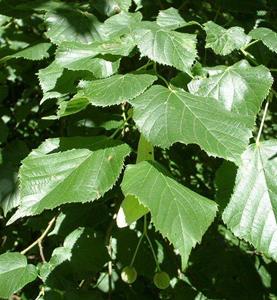 Tuinplant.nl Linde