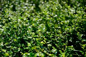 Tuinplant.nl Japanse hulst buxusvervanger