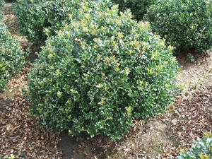 Tuinplant.nl Hulst