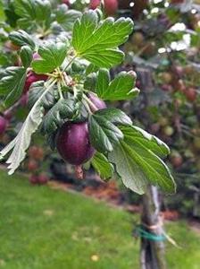 Tuinplant.nl kruisbes Lady Late