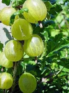 Tuinplant.nl kruisbes hinnonmaki gul