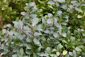 Tuinplant.nl Japanse Hulst alternatief voor buxus