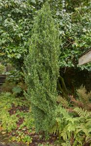 Tuinplant.nl Japanse hulst