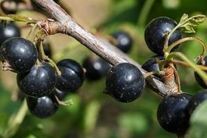 Tuinplant.nl Zwarte Bes