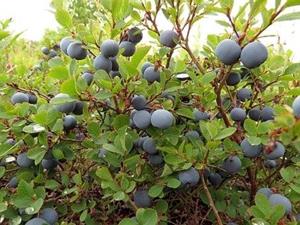 Tuinplant.nl Blauwe bosbes