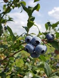 Tuinplant.nl Blauwe Bosbes