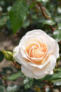 Tuinplant.nl Witte Klimroos