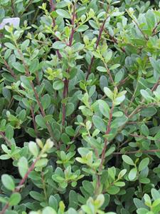 Tuinplant.nl Japanse Hulst alternatief voor buxus