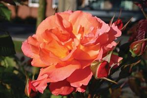 Tuinplant.nl Oranje Klimroos