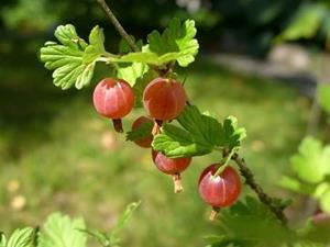 Tuinplant.nl Rode kruisbes