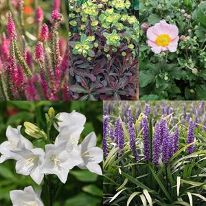 Tuinplant.nl Wit/paars/rood zomer-najaars borderpakket