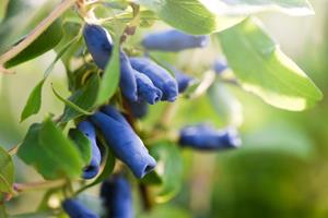 Tuinplant.nl Blauwe honingbes