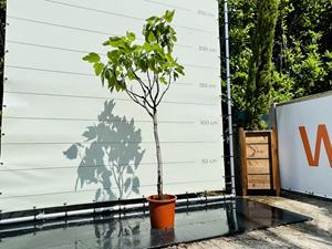 Tropictrees Vijgenboom - Ficus Carica
